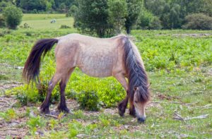 New Forest Divorce Solicitors.picture of new Forest pony