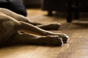 Claiming compensation against a negligent vet. Dog leg image Claiming compensation against a negligent vet. Dog leg image