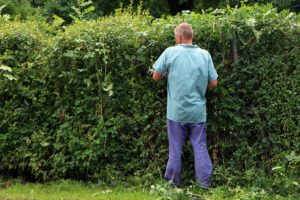 Boundary Hedge Neighbour Disputes. Specialist Solicitors Boundary Hedge Neighbour Disputes. Specialist Solicitors